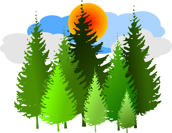 История леса